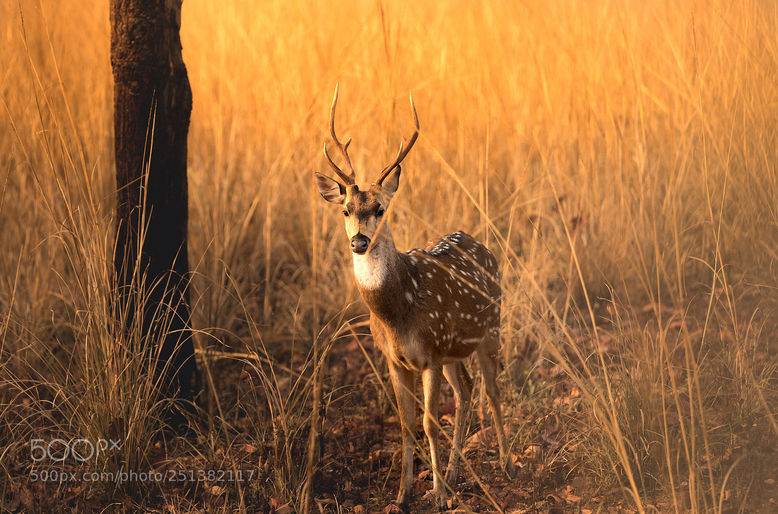 Canon EOS 5D Mark IV sample photo. Stag photography