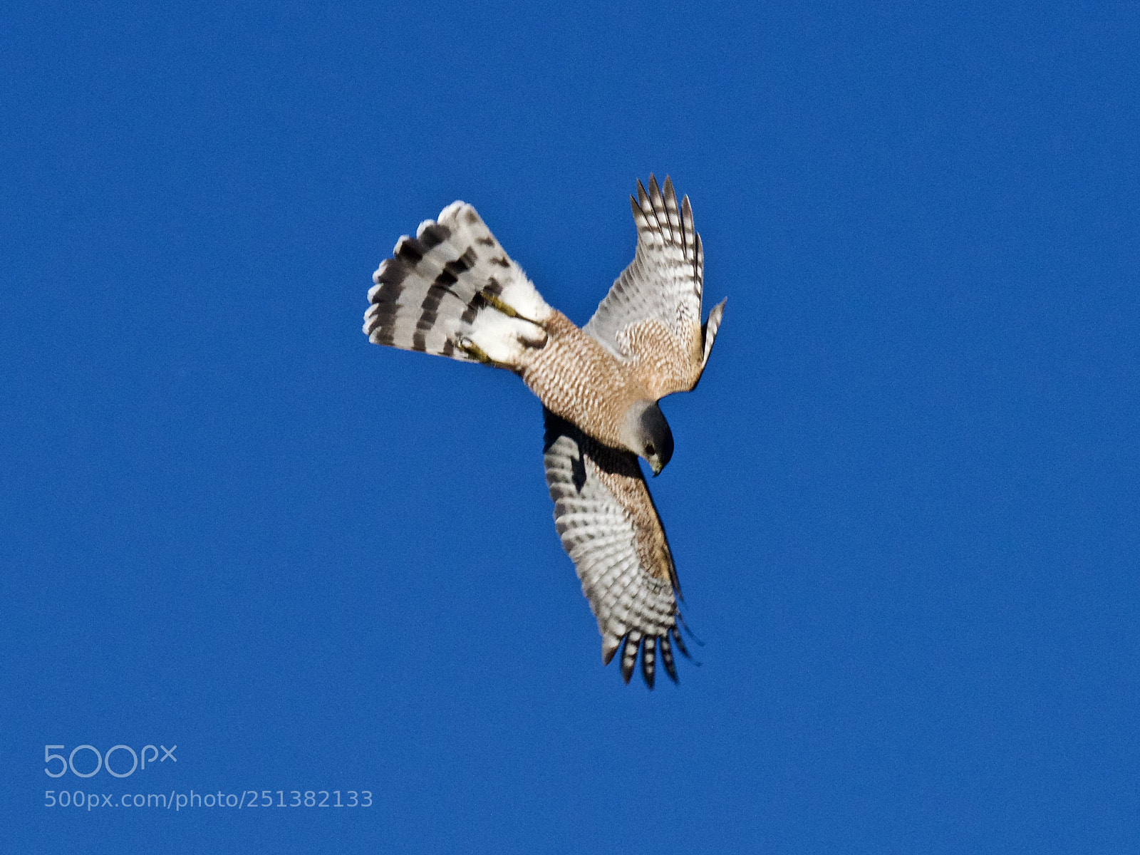 Nikon D810 sample photo. Cooper's hawk on the photography