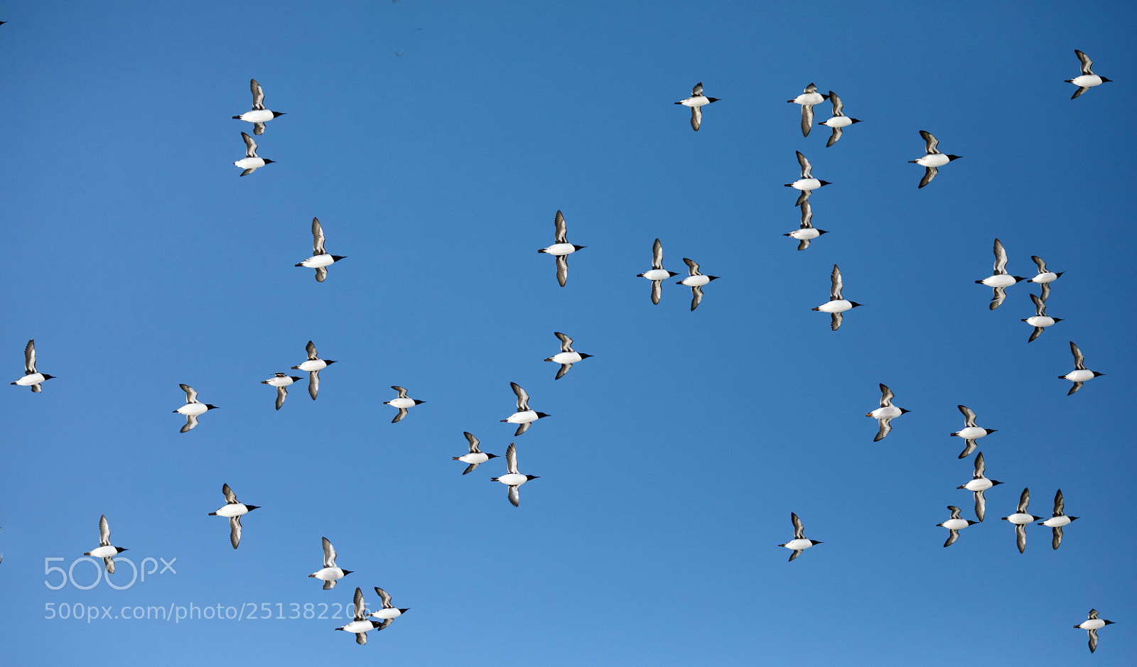 Canon EOS 5D Mark IV sample photo. Common guillemonts, vardö, norway photography