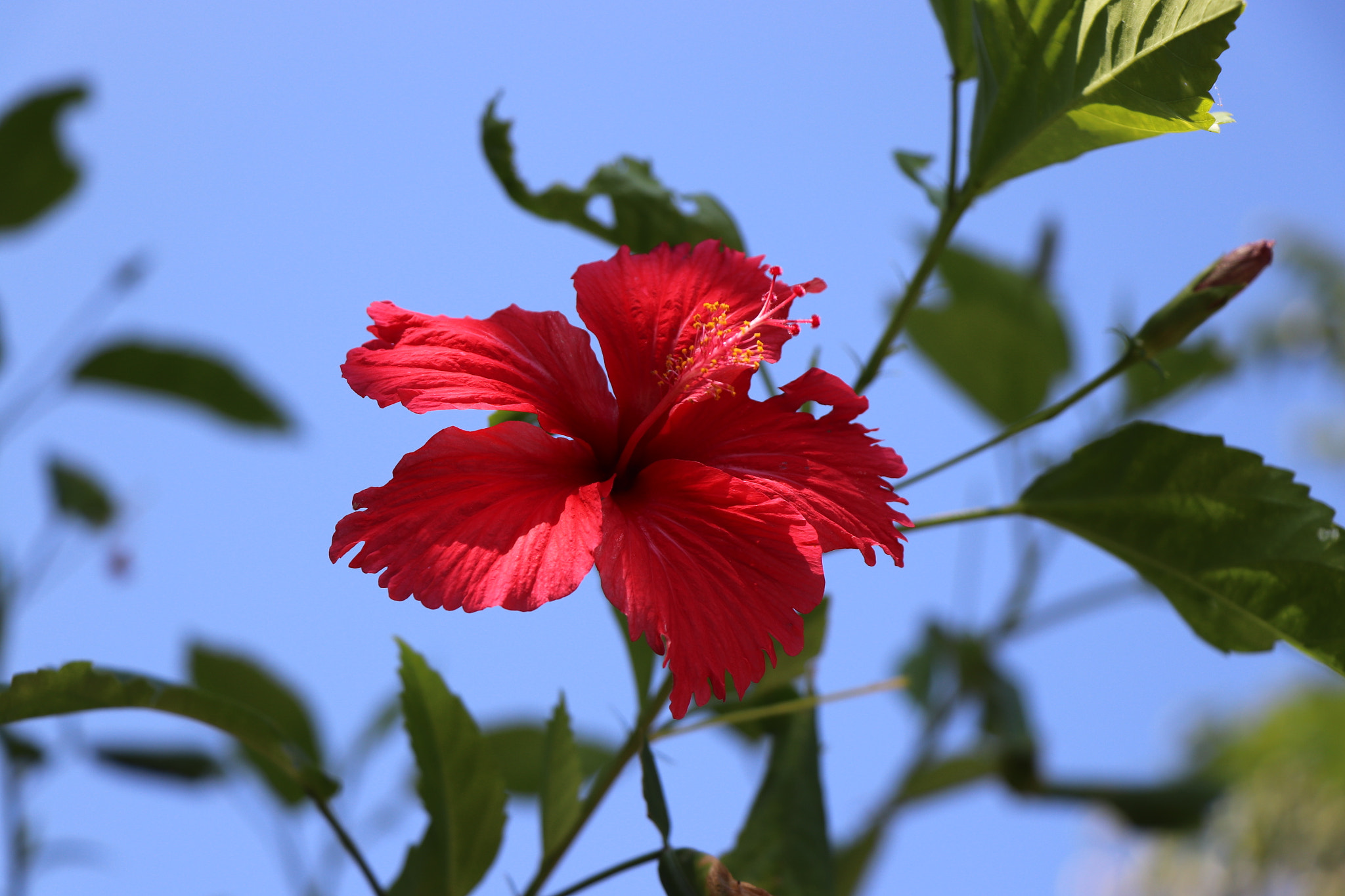 Canon EOS 77D (EOS 9000D / EOS 770D) sample photo. 象山：朱槿 photography