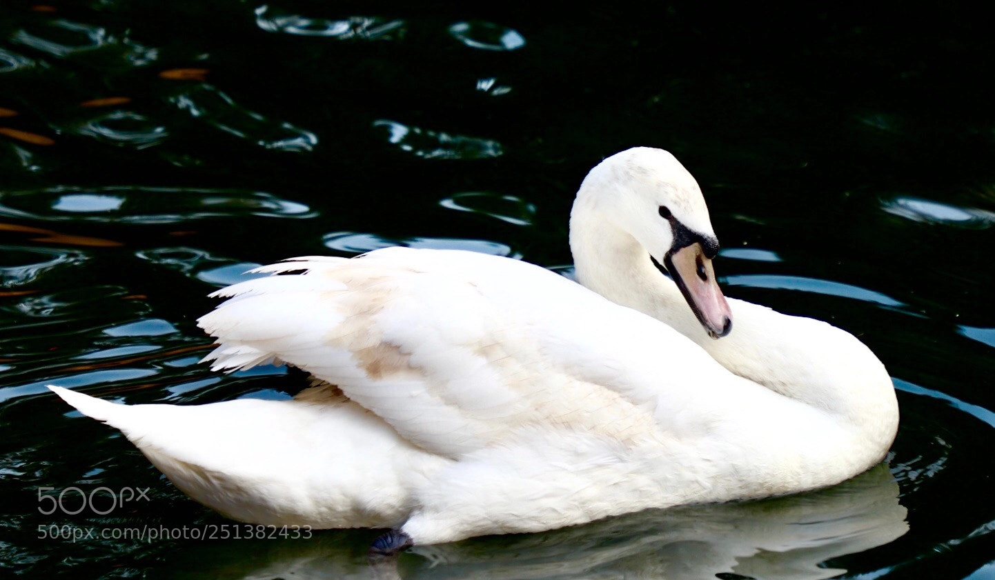 Canon EOS 6D Mark II sample photo. Swan  photography