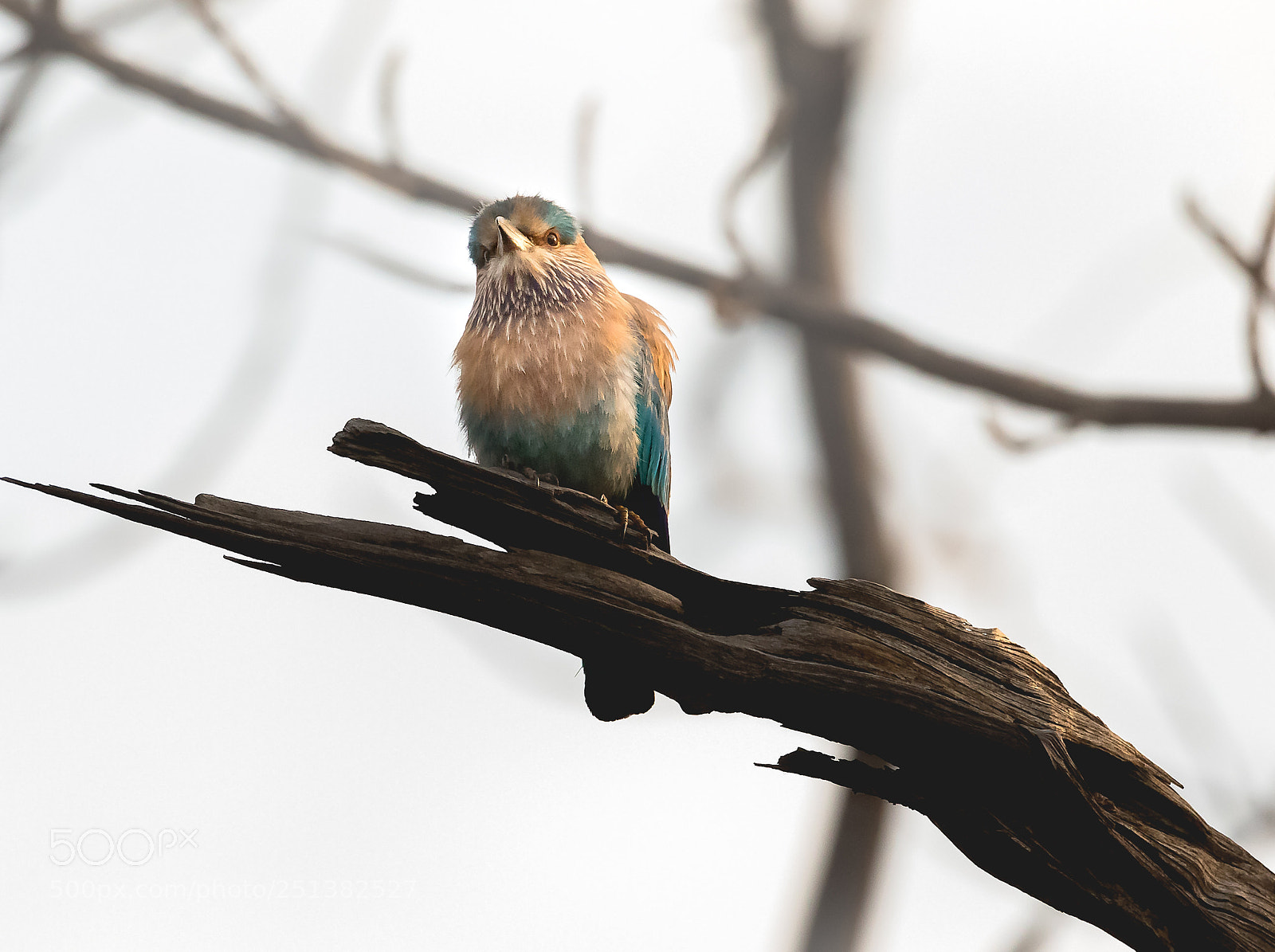 Canon EOS 5D Mark IV sample photo. The curious indian roller photography