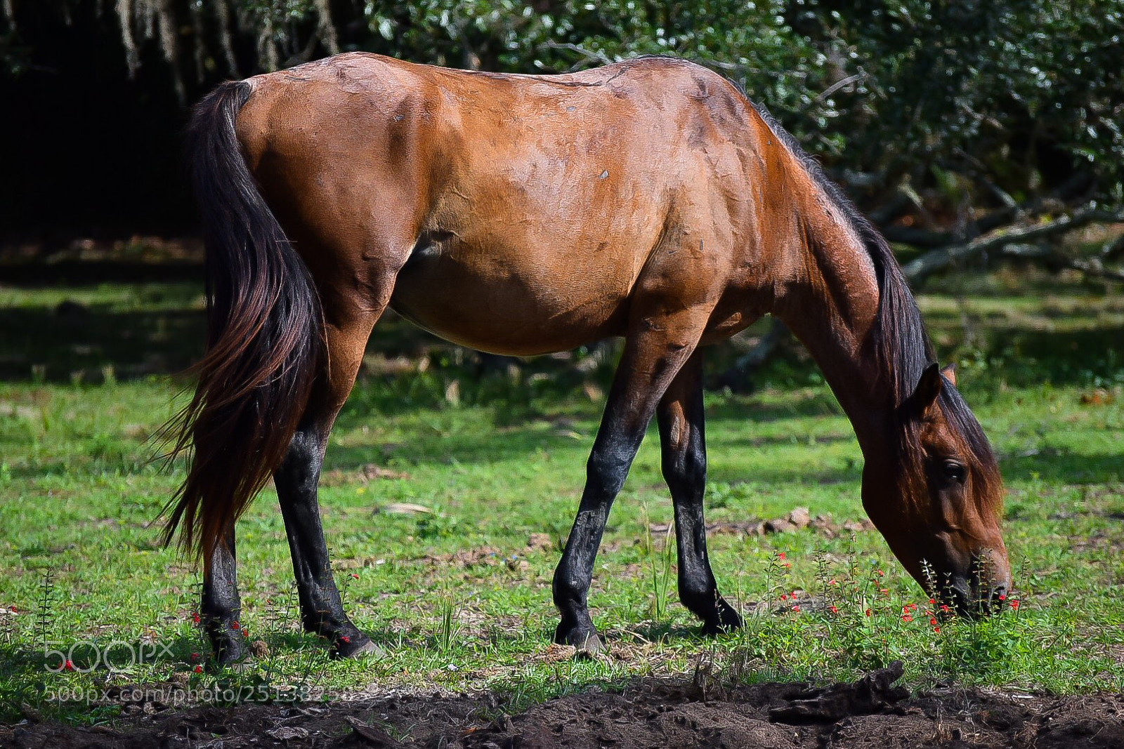 Nikon D3300 sample photo. Wild horse on cumberland photography
