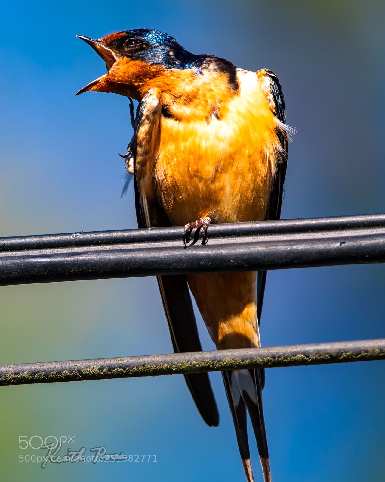 Canon EOS 7D Mark II sample photo. 594. barn swallow photography