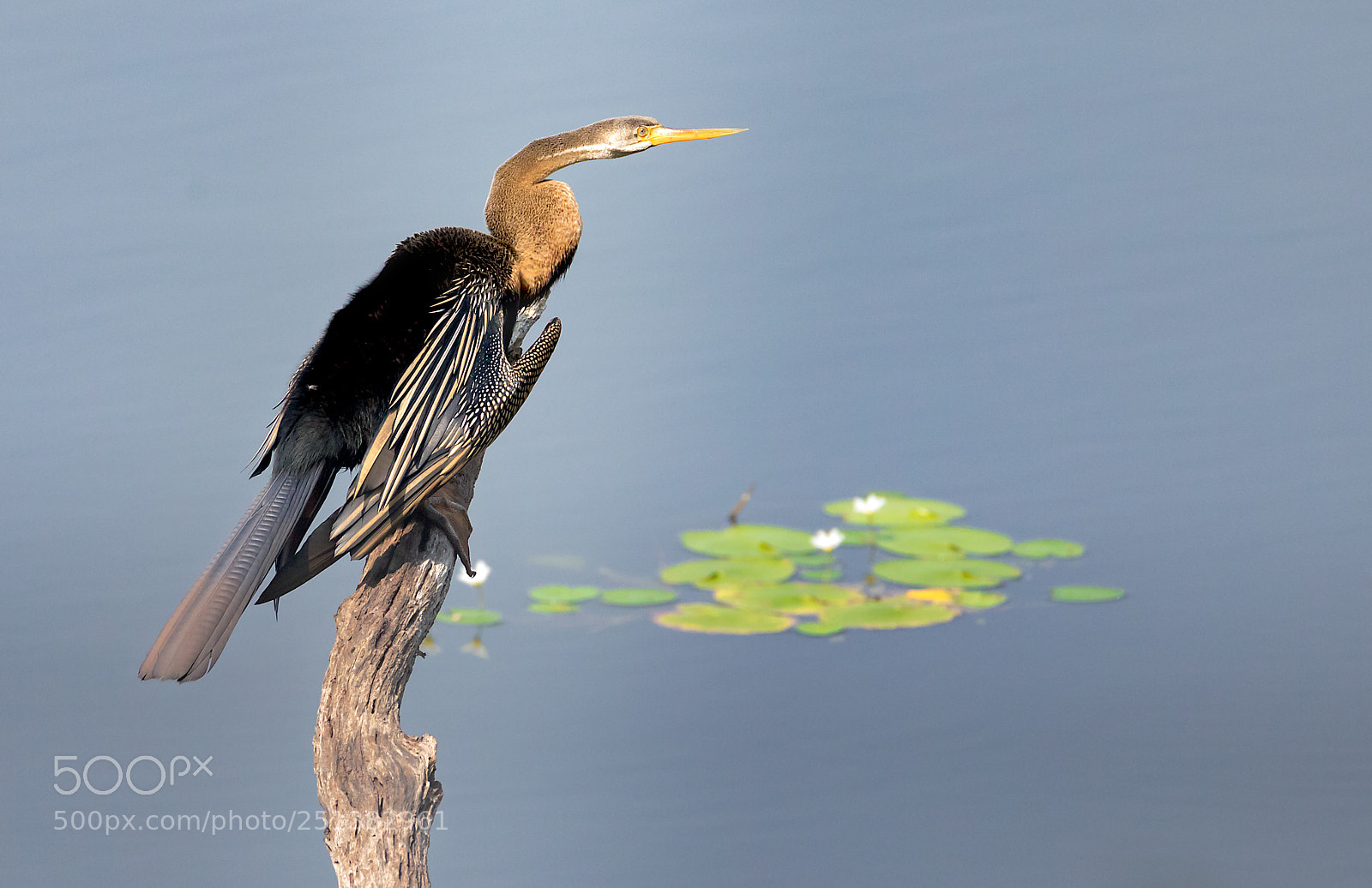 Canon EOS 5D Mark IV sample photo. Oriental darter photography