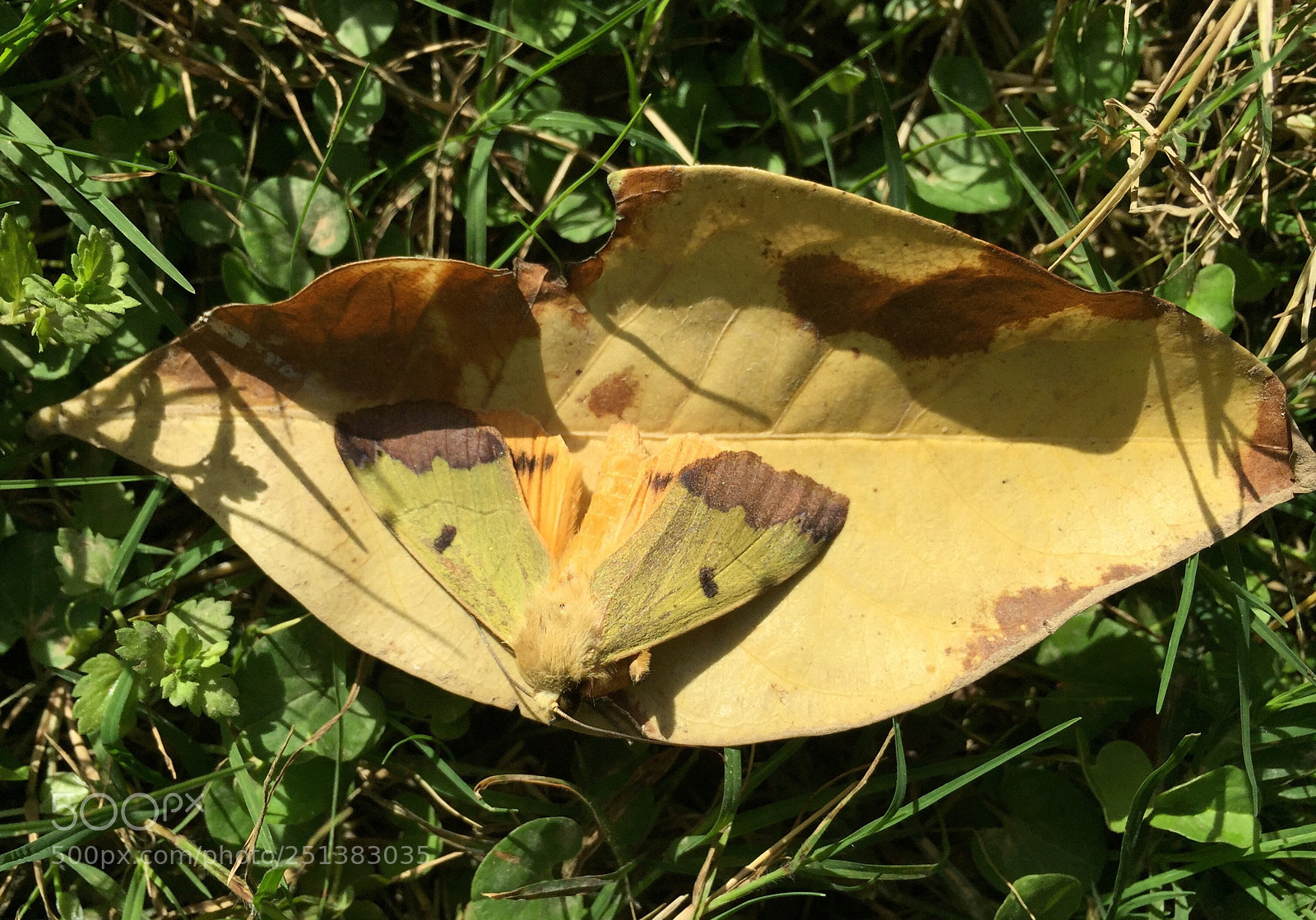 Apple iPhone 6 sample photo. Untitled photography