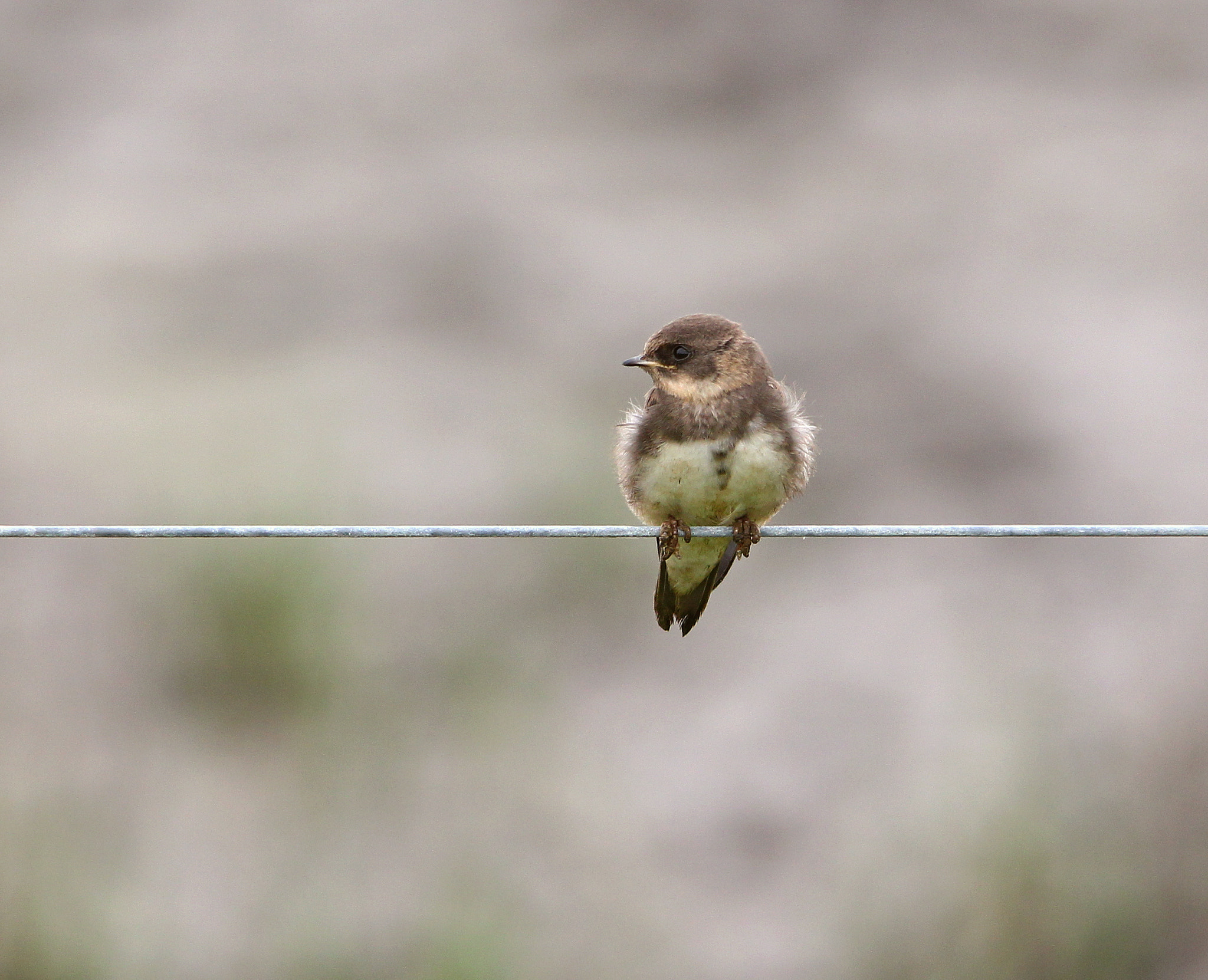 Sigma 150-500mm F5-6.3 DG OS HSM sample photo. Alone photography
