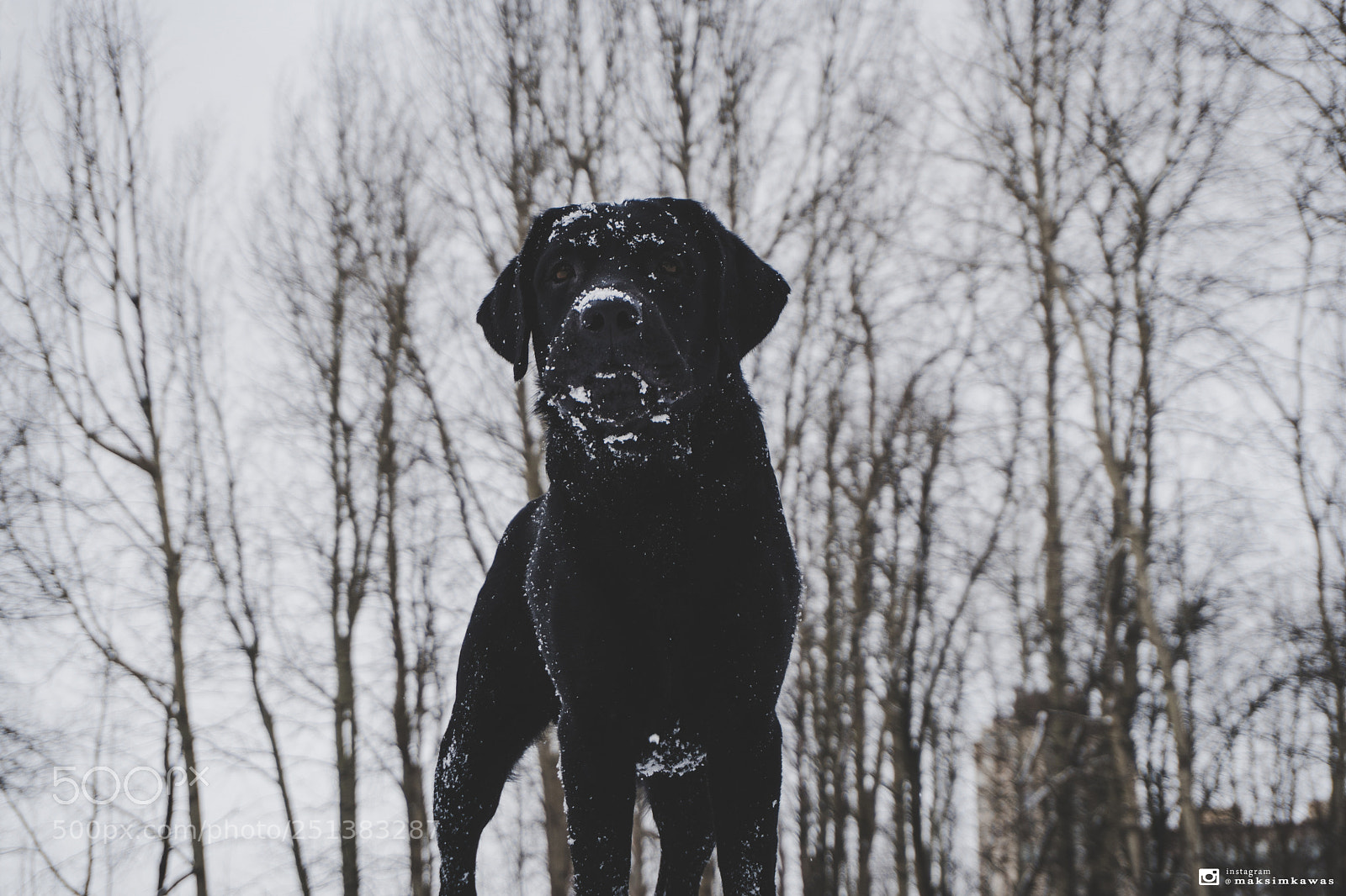 Sony a6300 sample photo. Labrador dog winter portrait photography