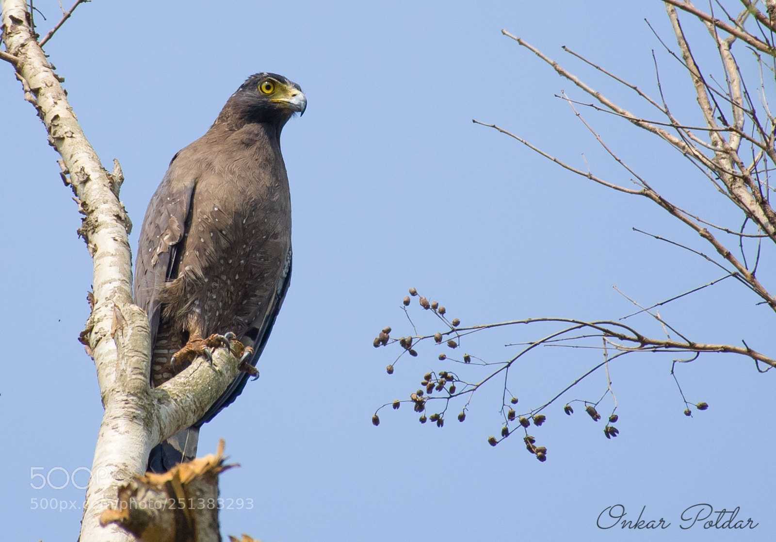 Nikon D7000 sample photo. Crested serpent eagle photography