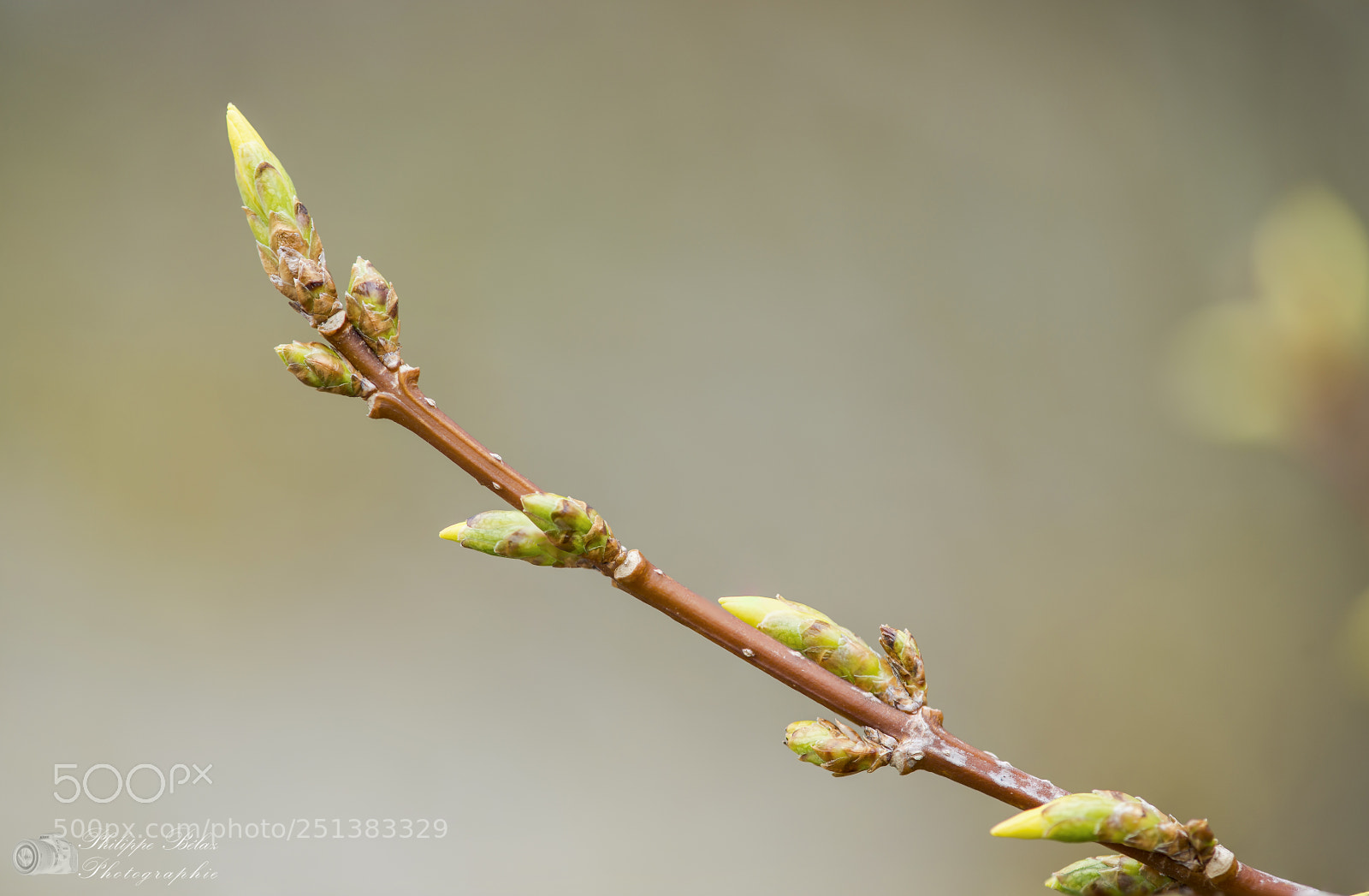 Nikon D800E sample photo. Bourgeons de forsythia photography