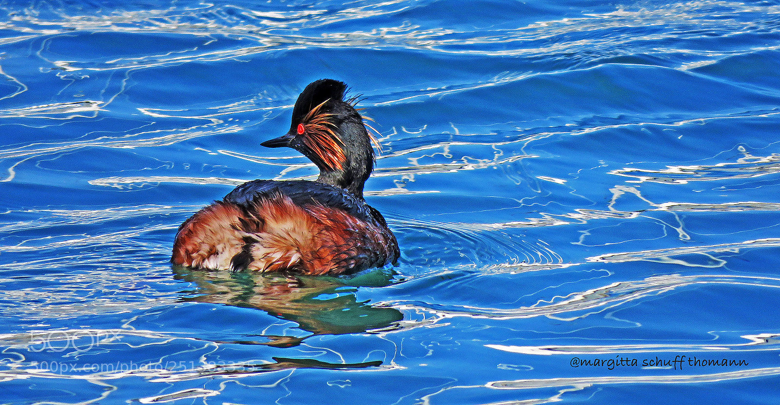 Canon PowerShot SX60 HS sample photo. Black necked grebe in photography