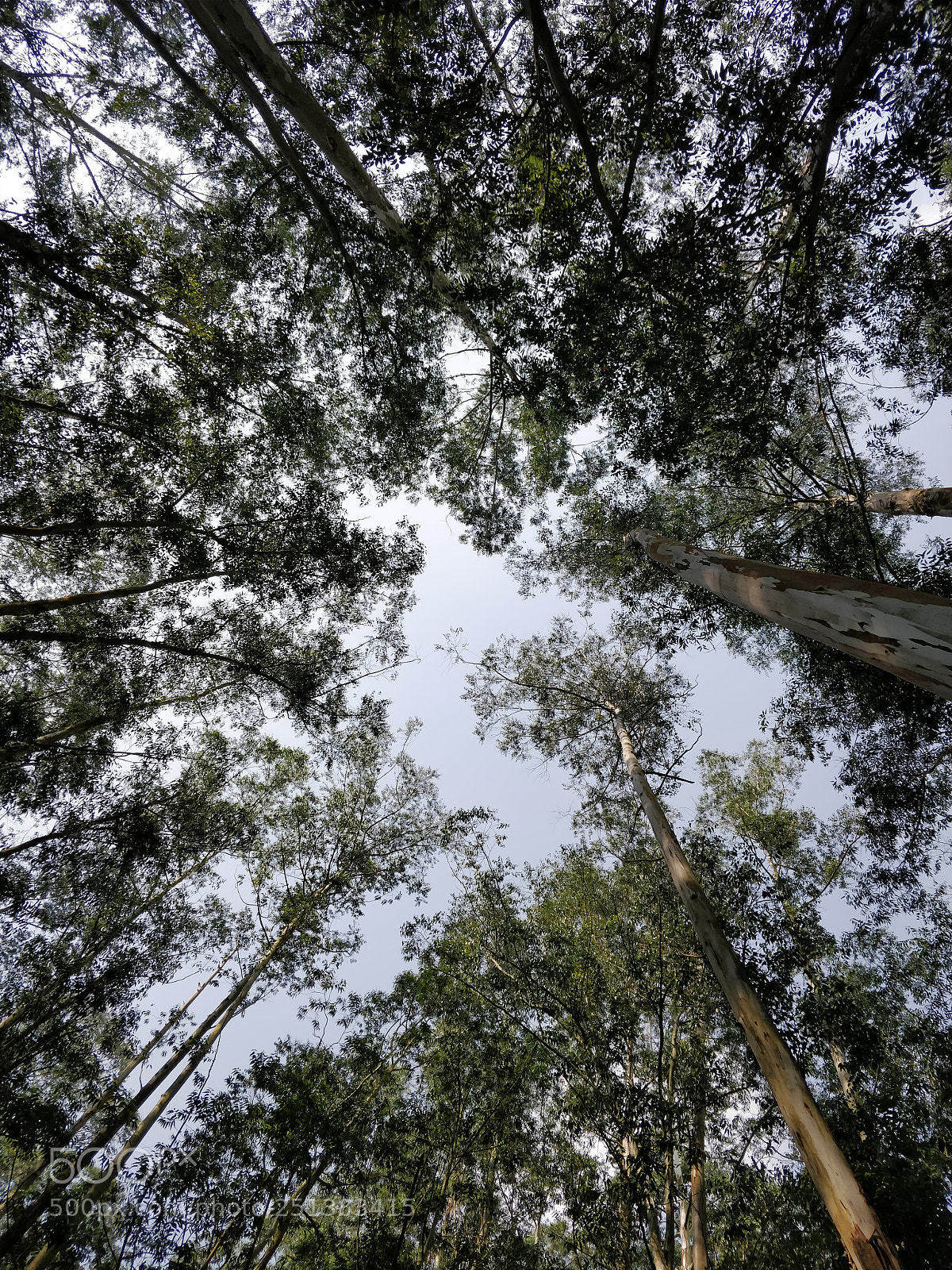 OnePlus 5T sample photo. Looking up photography