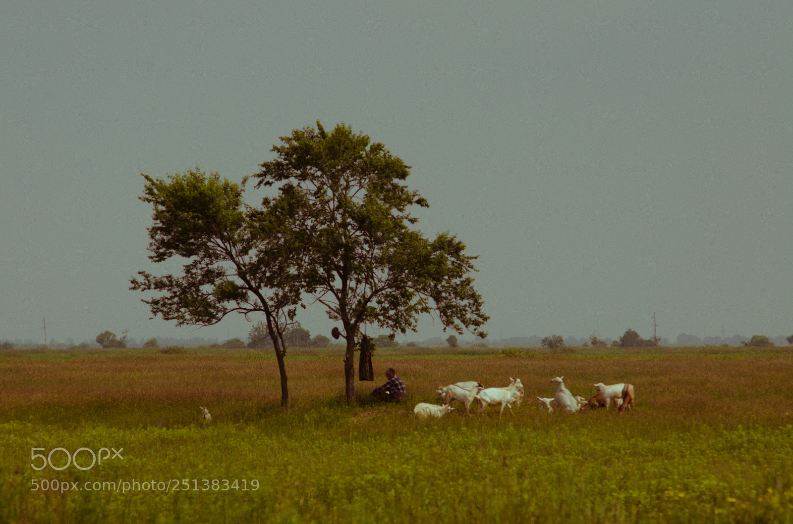 Nikon D7000 sample photo. Пастух и козы. photography