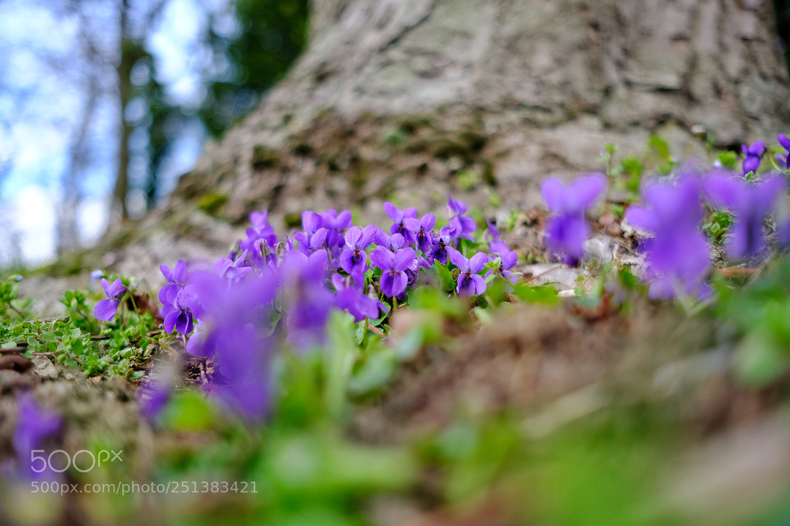 Fujifilm X-T20 sample photo. 'violet (viola riviniana)' photography