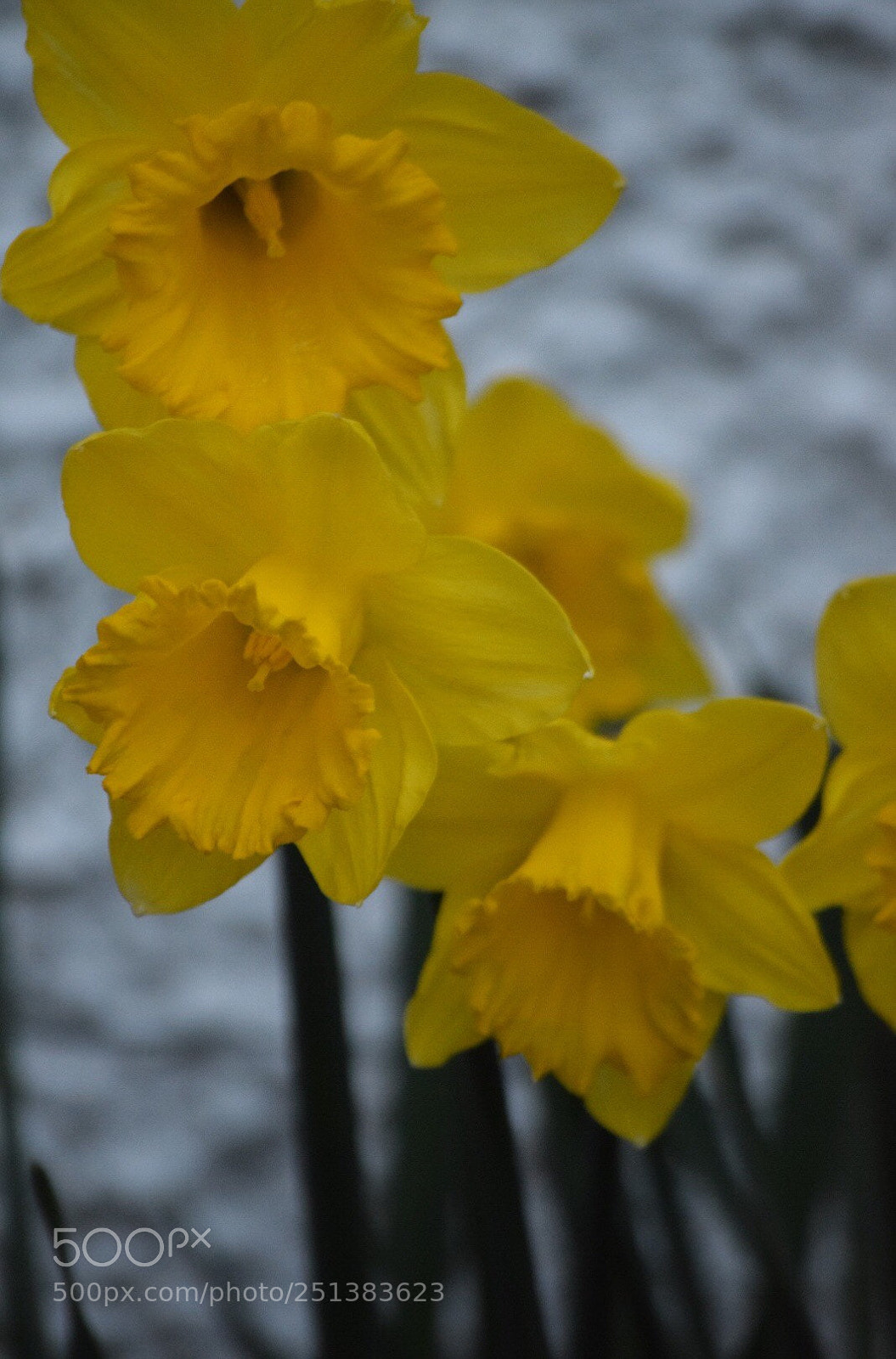 Nikon D5300 sample photo. Untitled photography