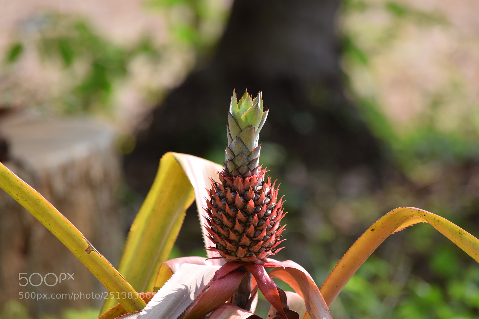Nikon D3300 sample photo. The young pineapple photography