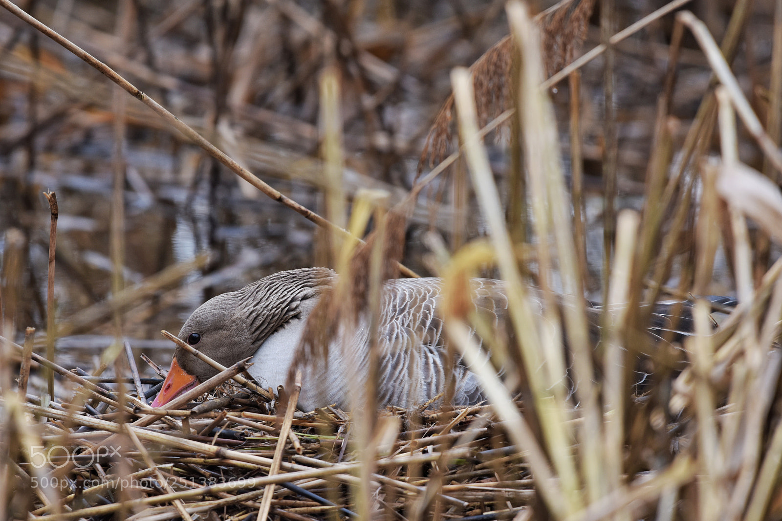 Nikon D7200 sample photo. 'brooding grey goose anser photography