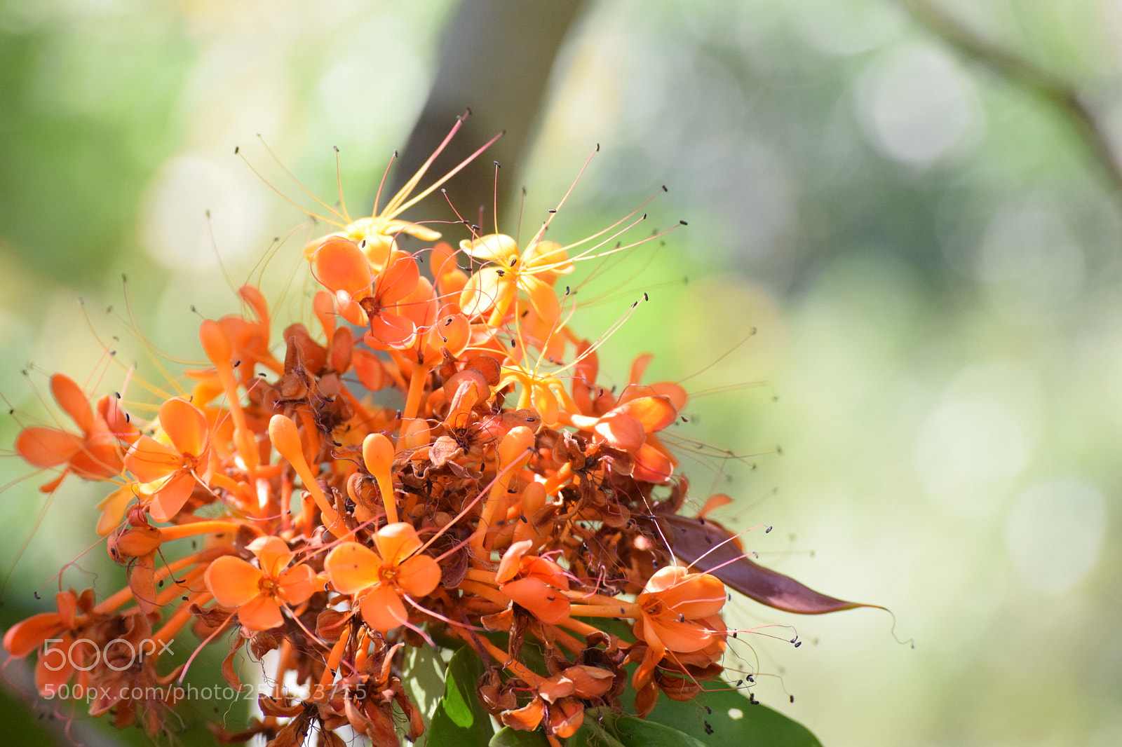 Nikon D3300 sample photo. Blossom photography