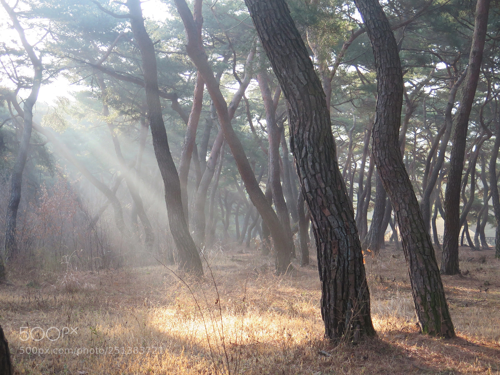 Canon PowerShot G16 sample photo. Pine trees photography