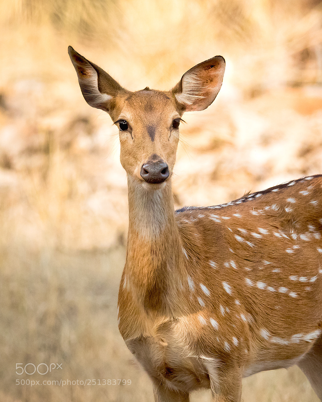 Canon EOS 5D Mark IV sample photo. Spotted deer potrait photography