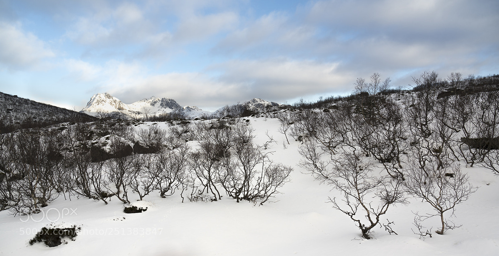 Sony a7R III sample photo. Bushes on the hillside photography