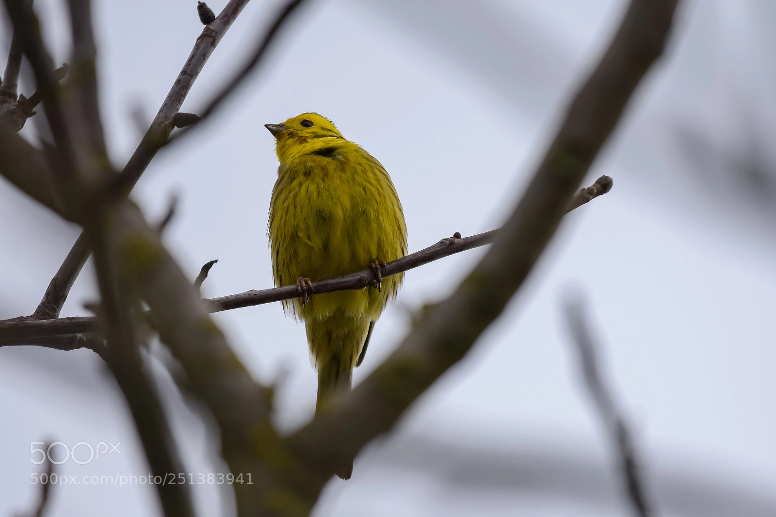 Nikon D7200 sample photo. 'yellowhammer (emberiza citrinella)?' photography