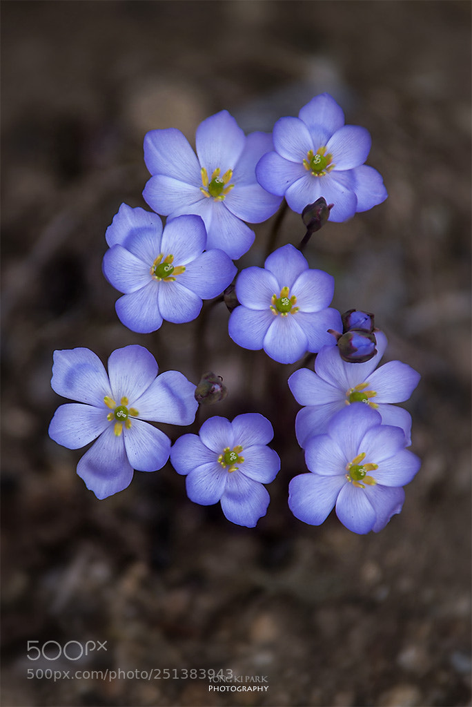 Pentax K-1 sample photo. Spring again-4 photography
