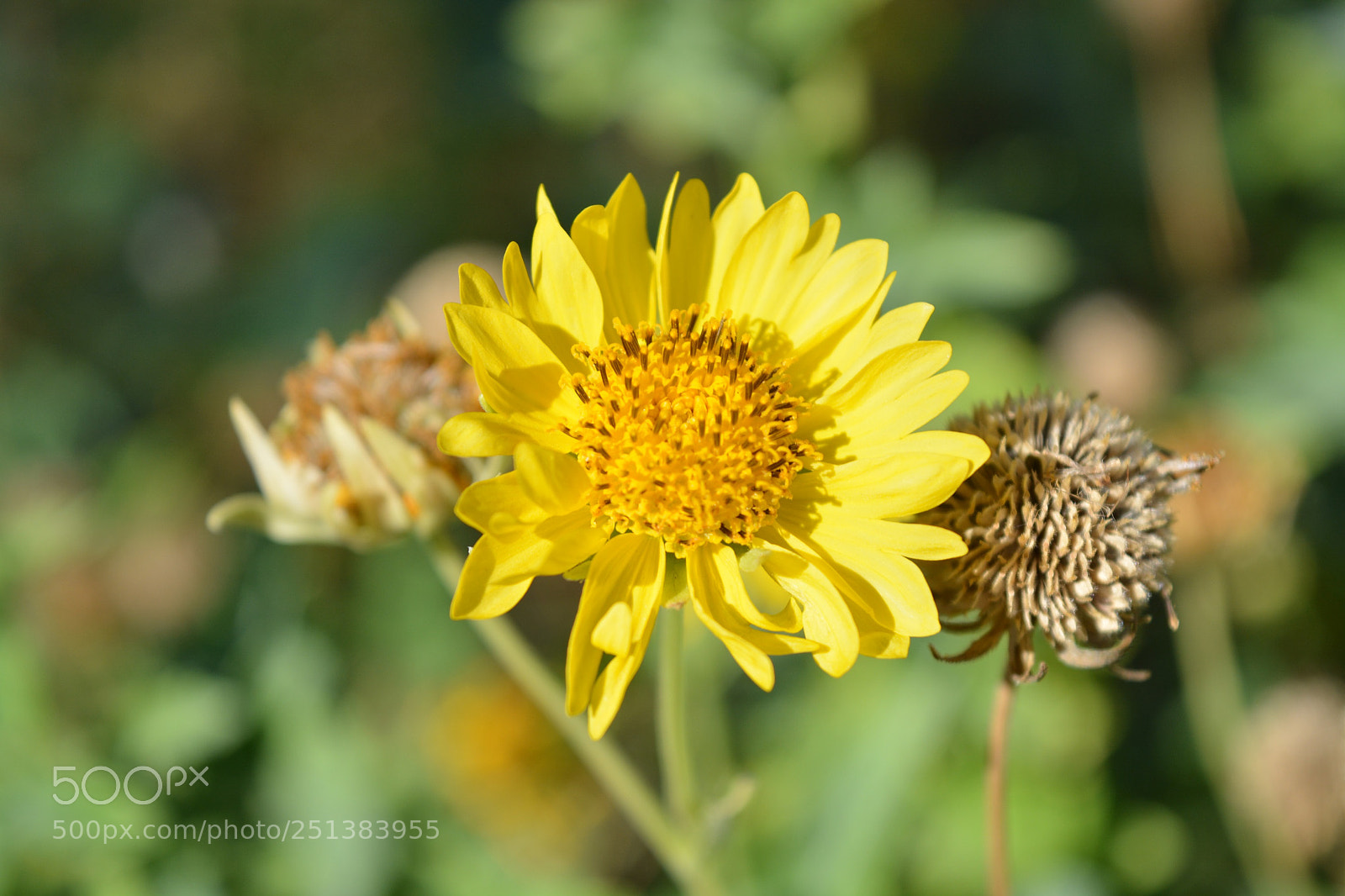 Nikon D5200 sample photo. Yellow flower photography