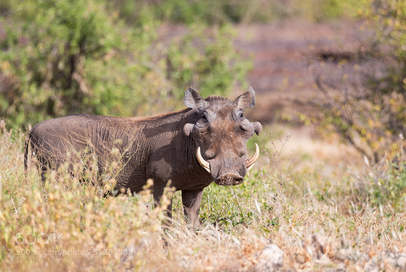 Nikon D500 sample photo. Warthog photography