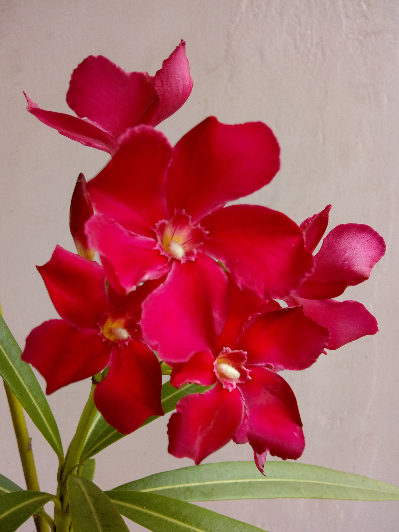 Motorola Moto C Plus sample photo. Korobi flowers photography