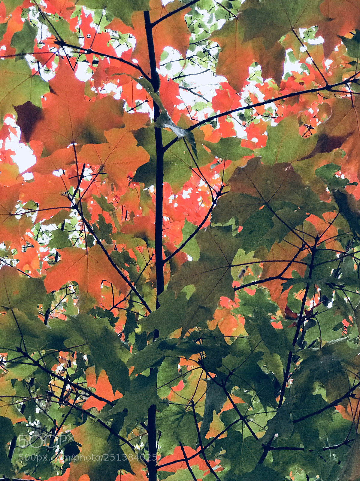 Apple iPhone 7 Plus sample photo. Untitled photography