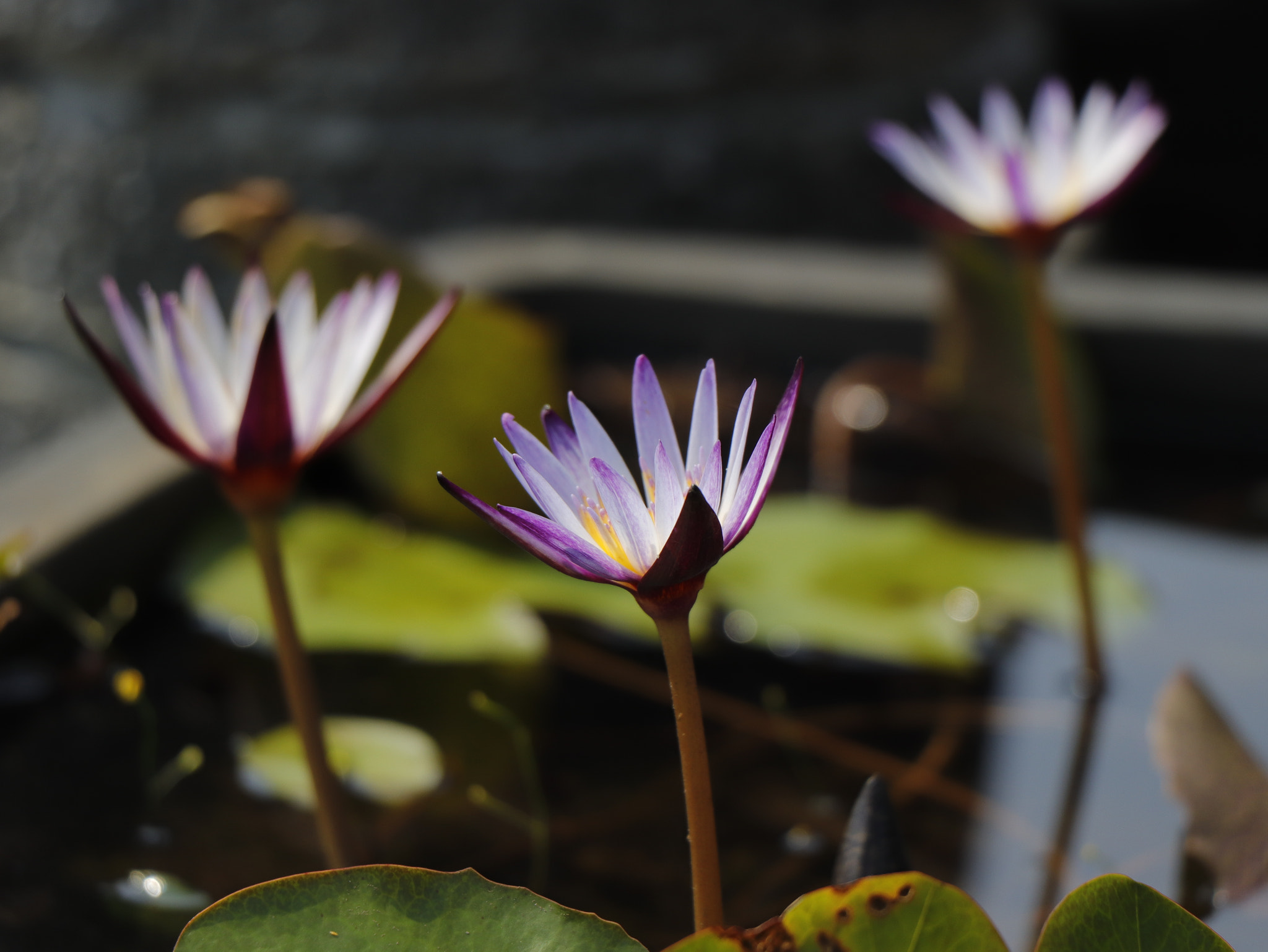 Canon EOS 77D (EOS 9000D / EOS 770D) sample photo. 盛開 photography
