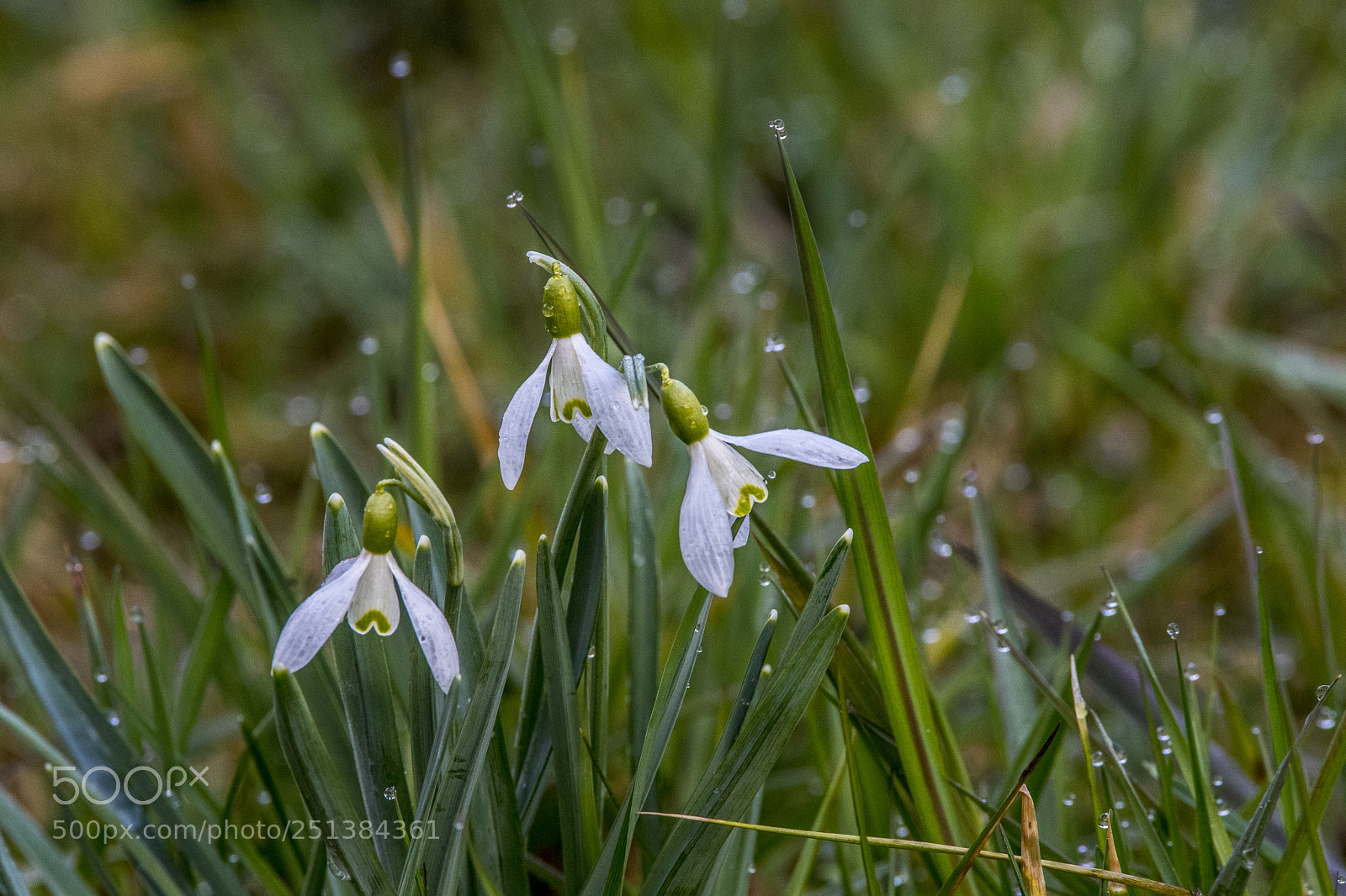 Nikon D5 sample photo. Last snowdrops this year photography