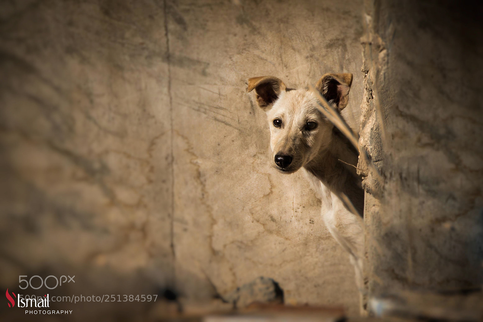 Nikon D800 sample photo. Behind wall photography