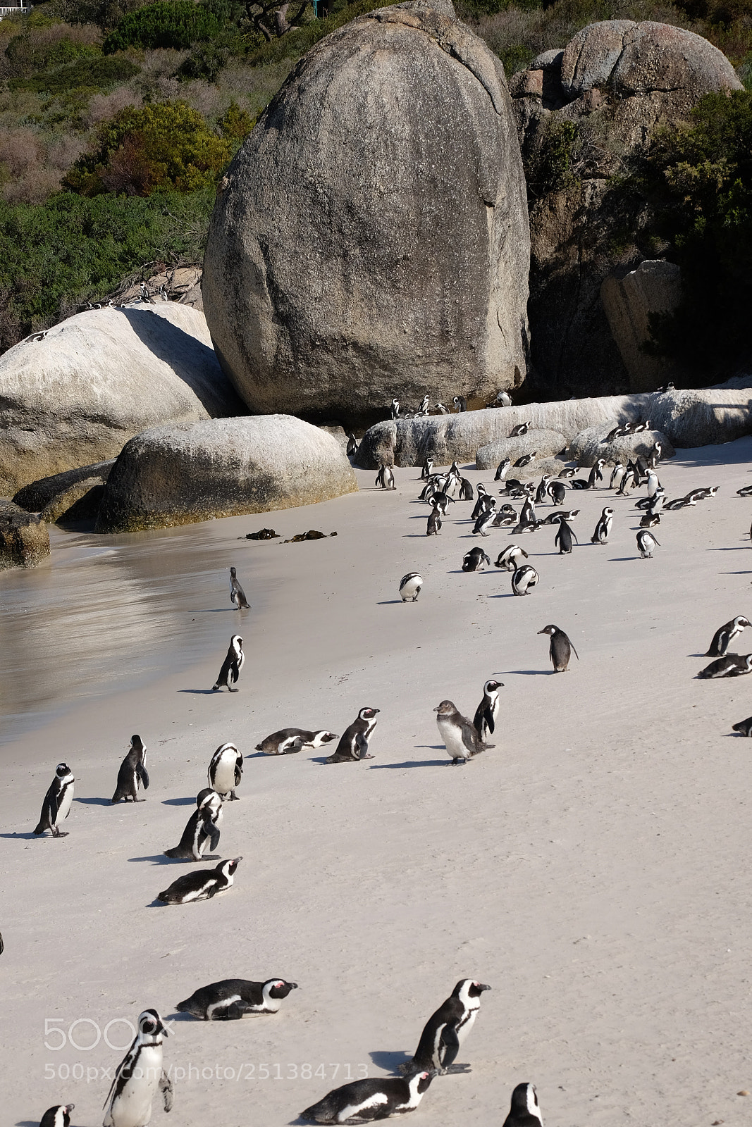 Fujifilm X-T10 sample photo. Penguins photography