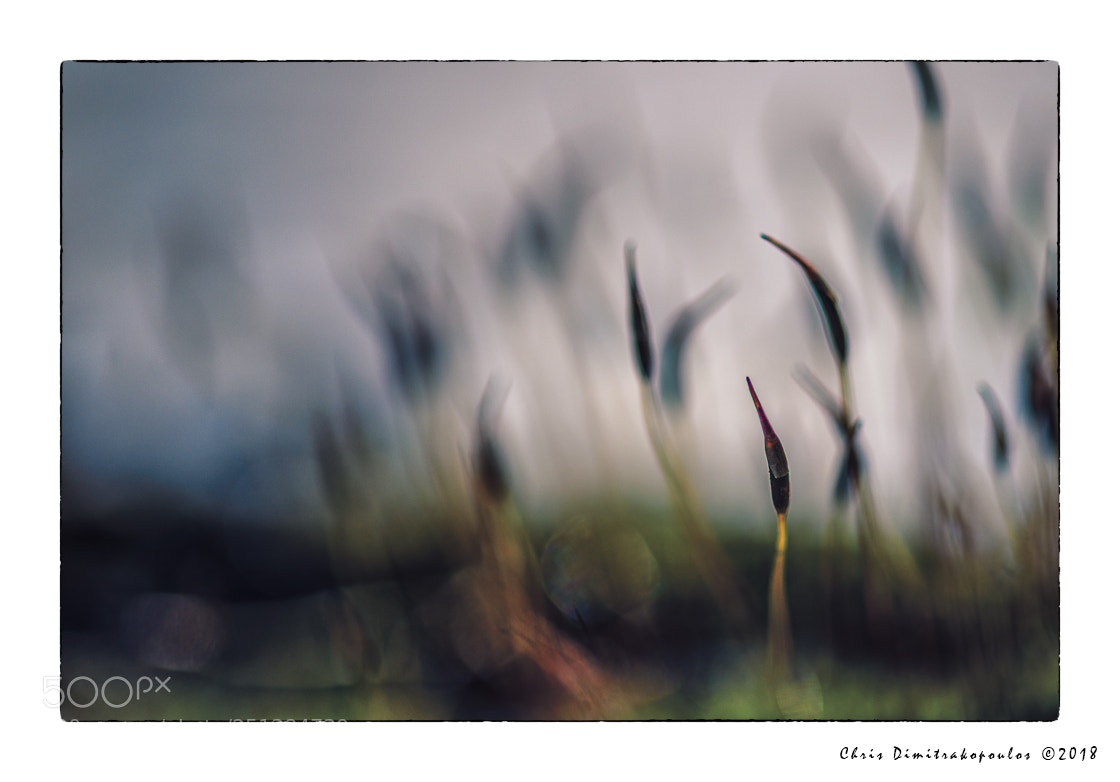 Nikon D7000 sample photo. Moss impressionism photography