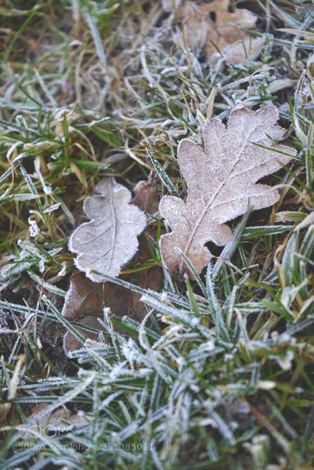 Sony a7 sample photo. Leafs left photography
