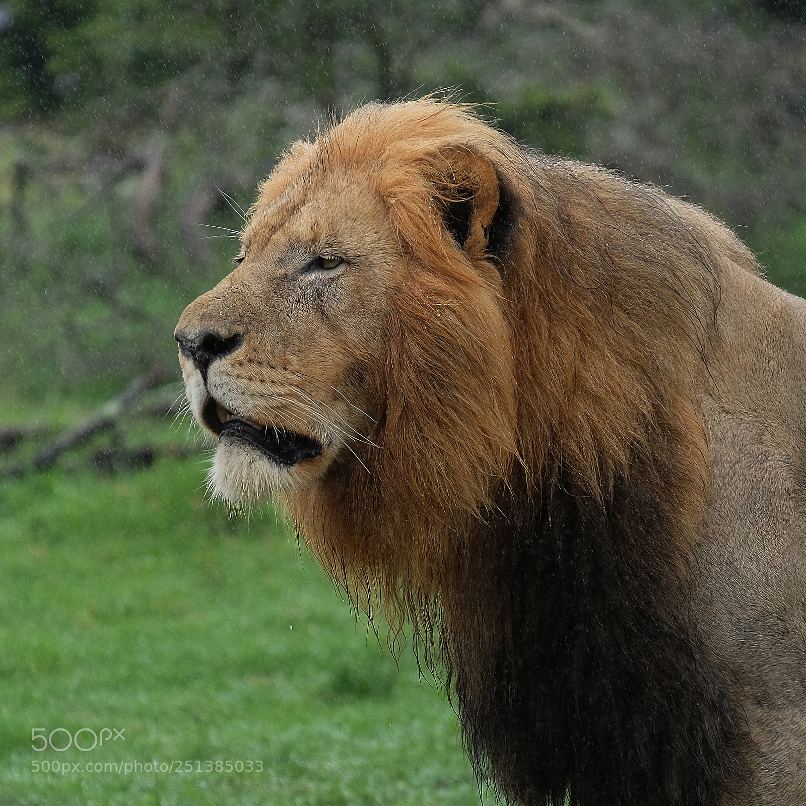 Fujifilm X-T10 sample photo. Lion photography