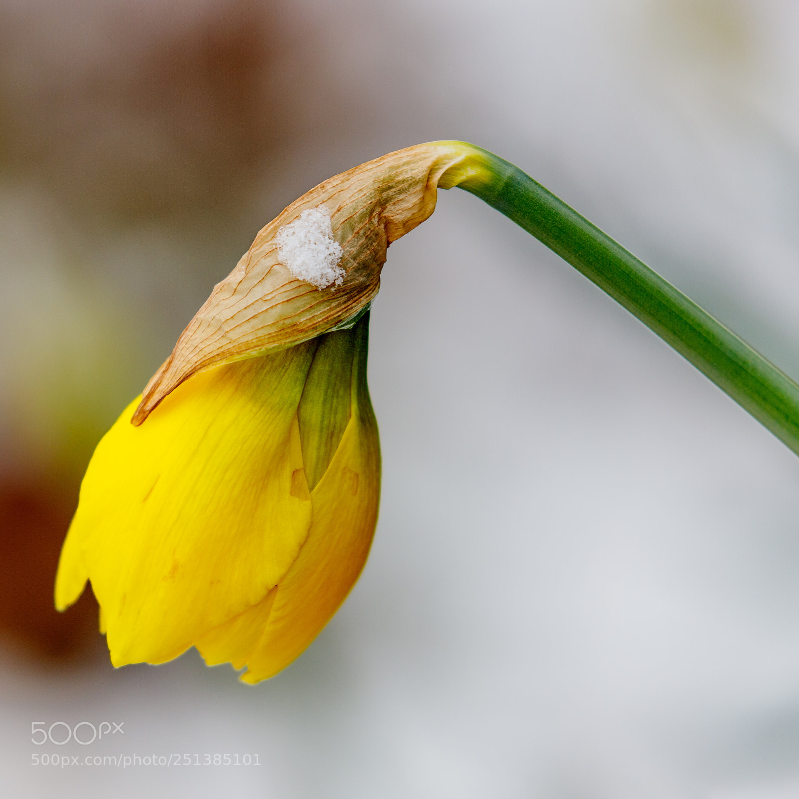 Canon EOS 6D Mark II sample photo. End of winter photography
