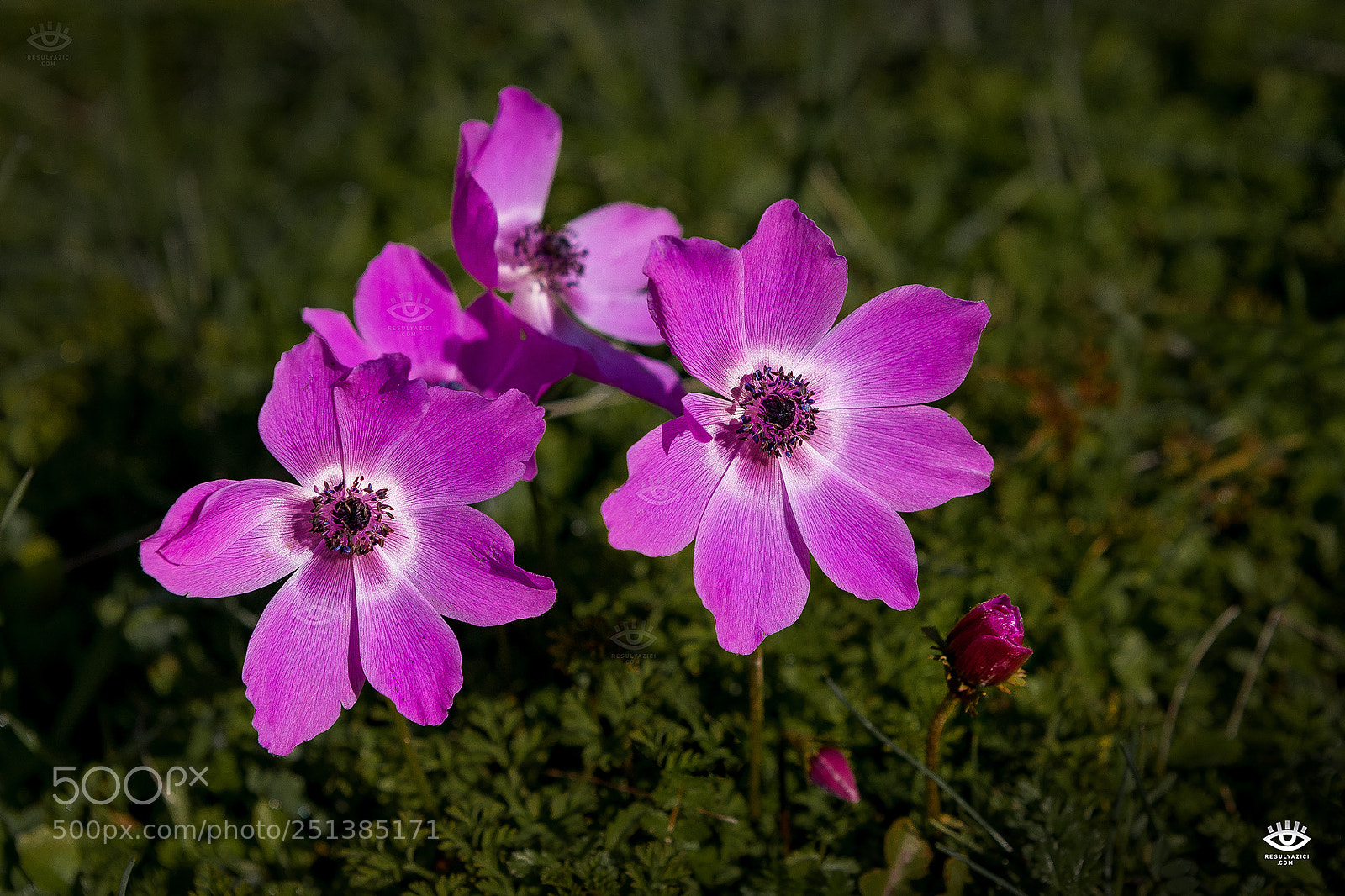 Canon EOS 5D Mark II sample photo. Muhte em l fantastic photography