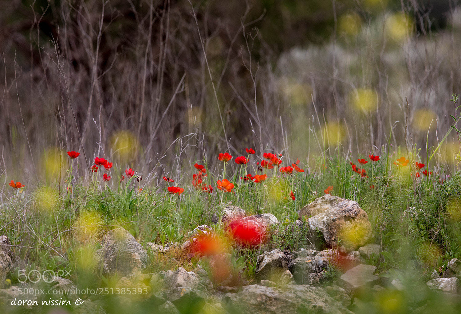 Canon EOS 5D Mark IV sample photo. Spring photography