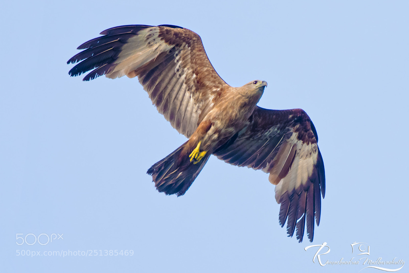 Nikon D500 sample photo. Brahminy kite - juvenile photography