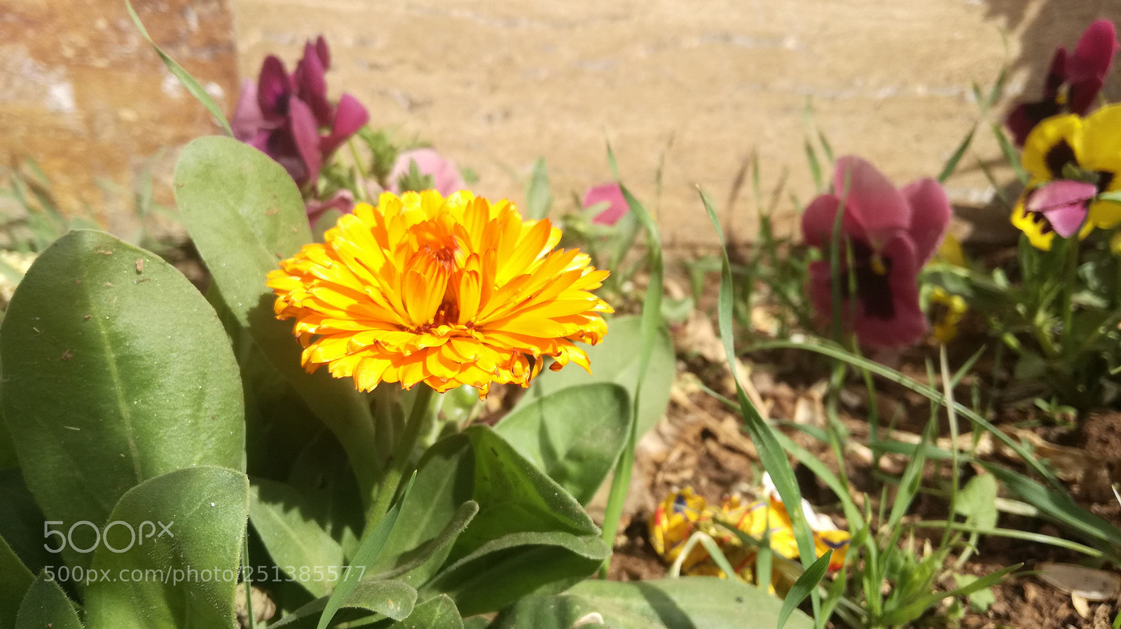 HUAWEI P9 LITE sample photo. Yellow flower photography
