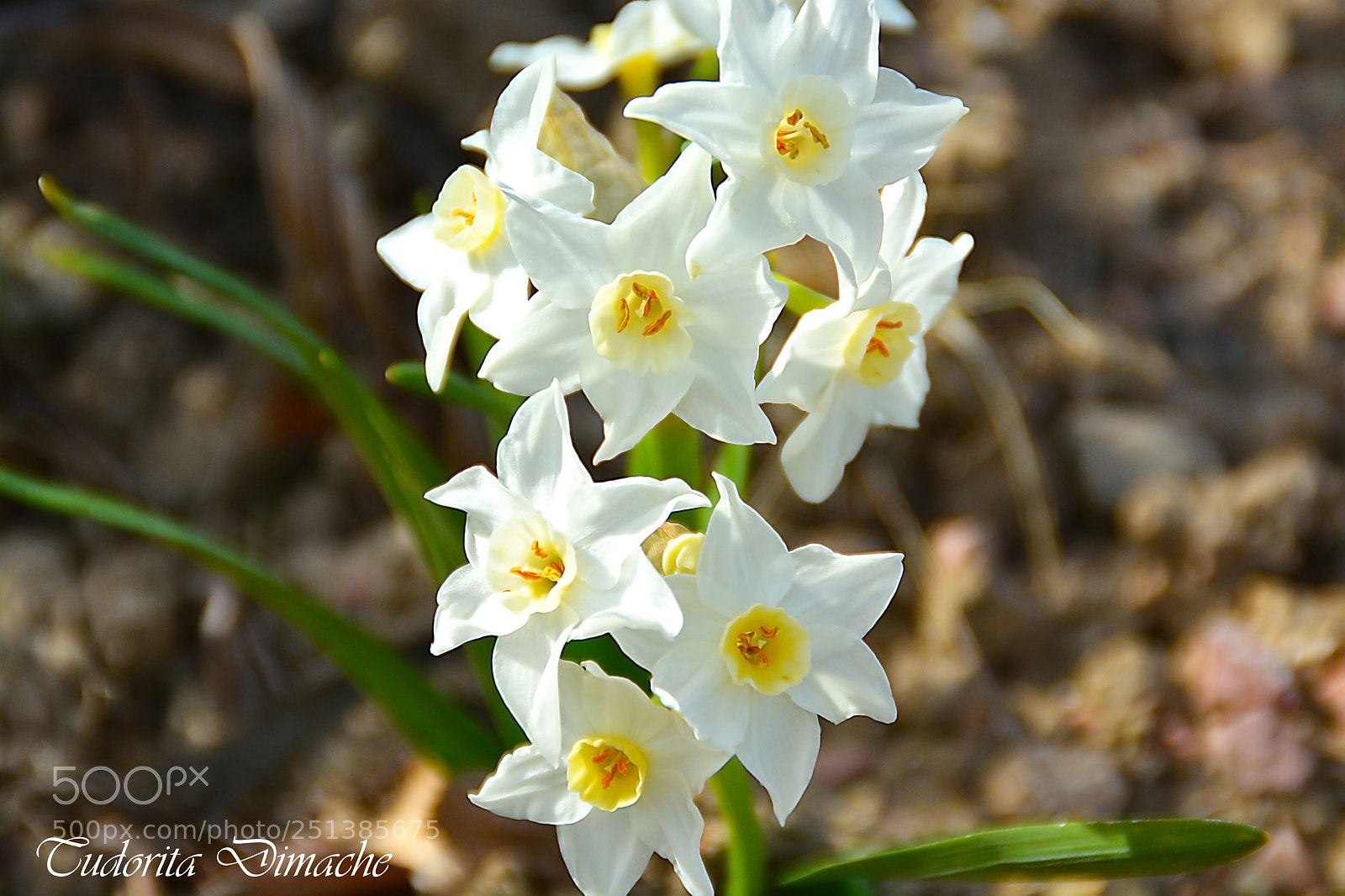 Nikon D7100 sample photo. Daffodil flower photography
