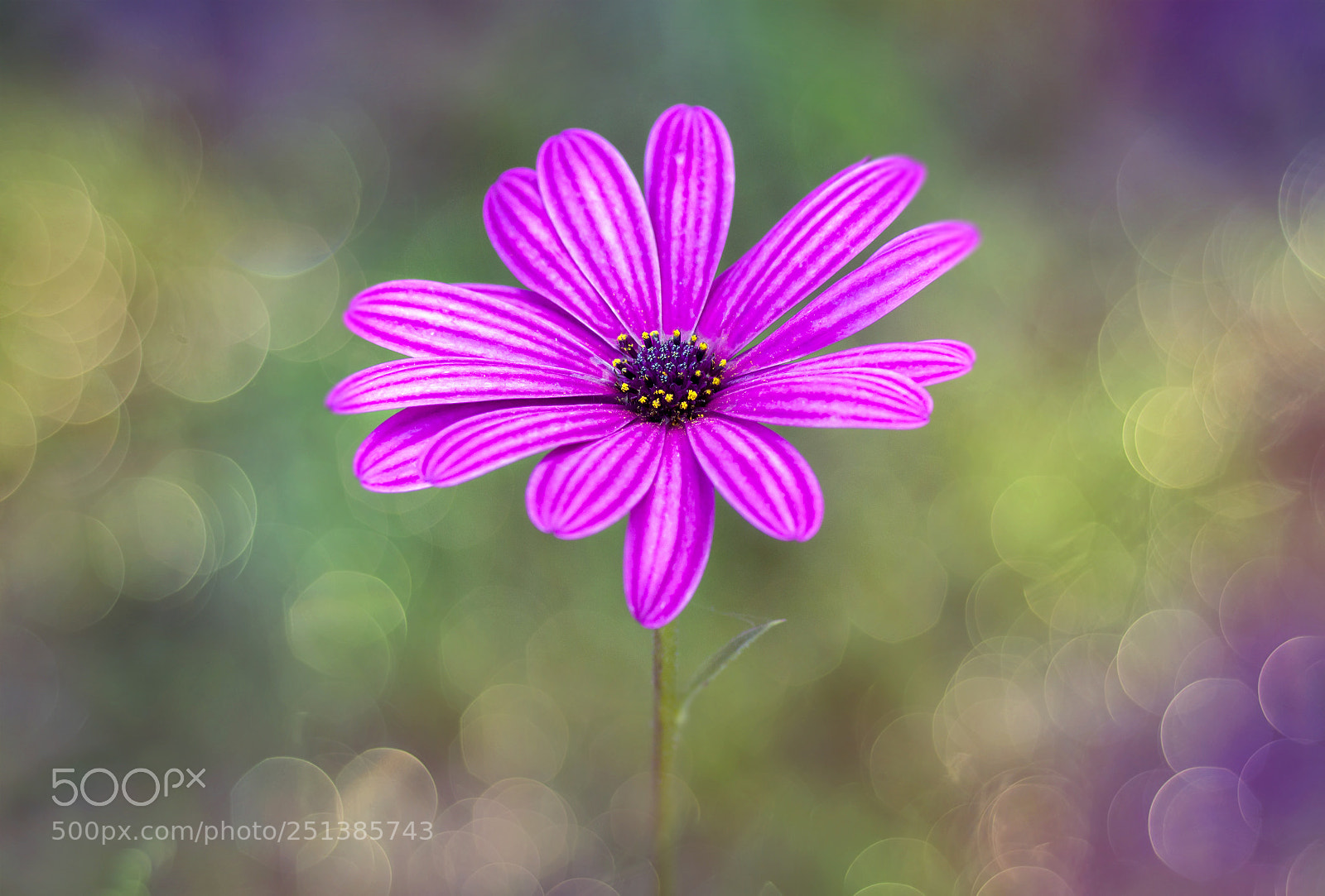 Canon EOS 50D sample photo. A flower photography
