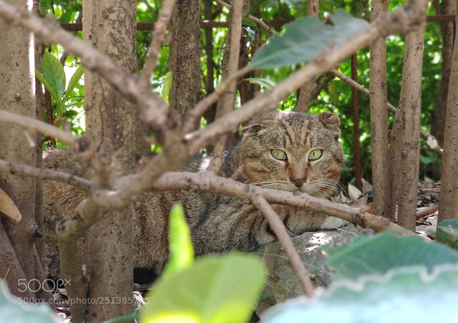 Xiaomi Mi Note 3 sample photo. Cat photography