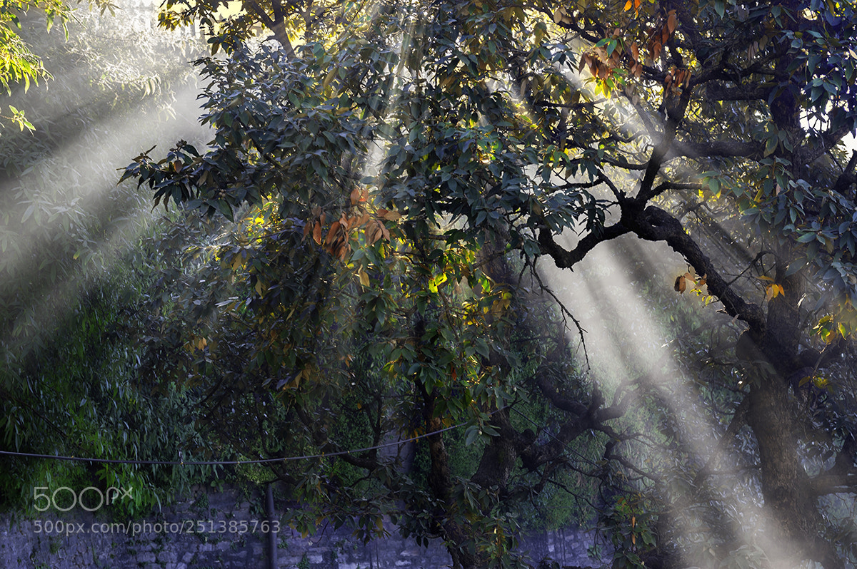 Nikon D700 sample photo. Sun rays.. photography