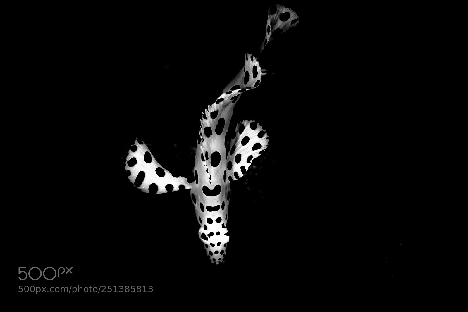 Canon EOS 5D Mark IV sample photo. Panther grouper photography
