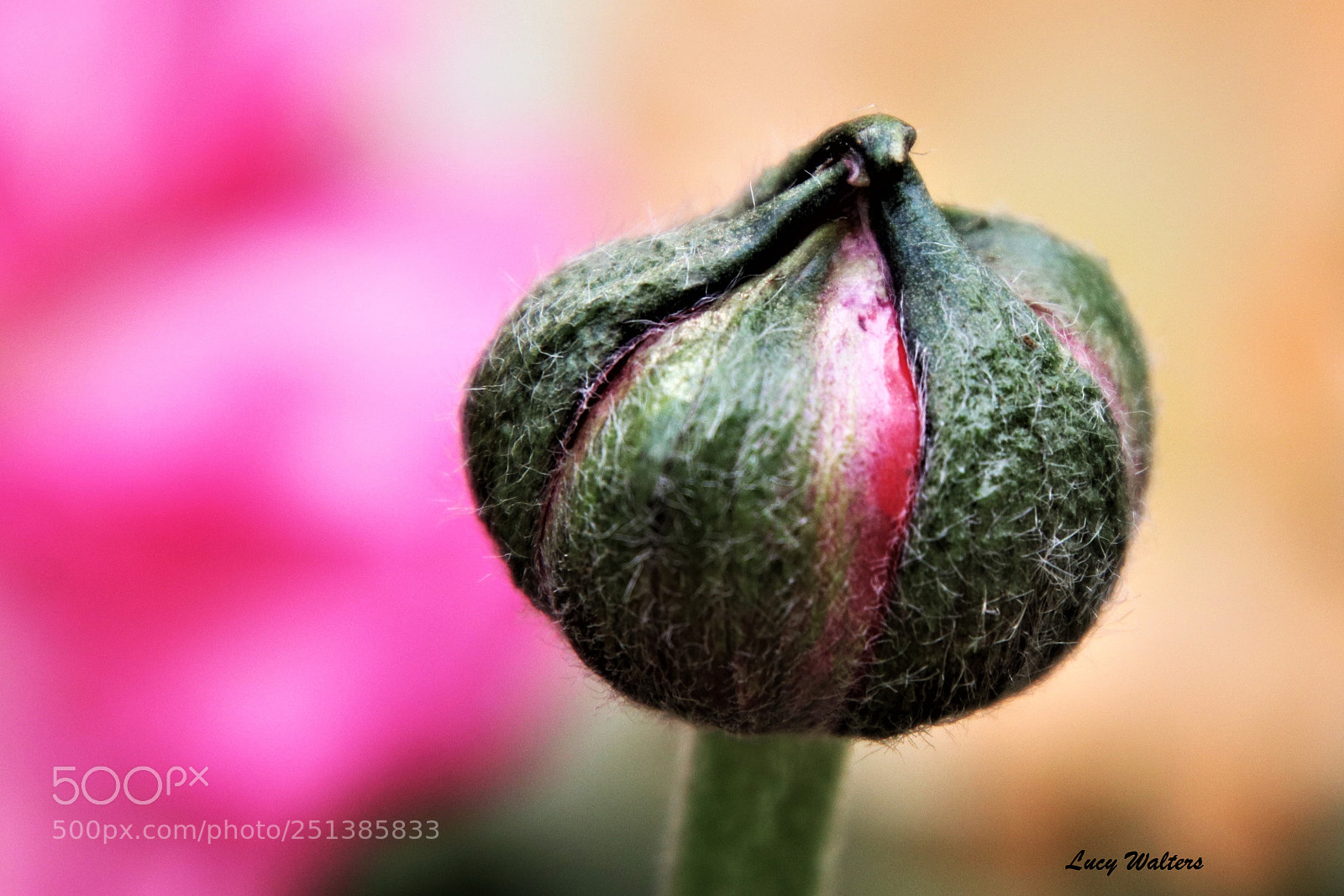 Canon EOS 80D sample photo. Budding photography