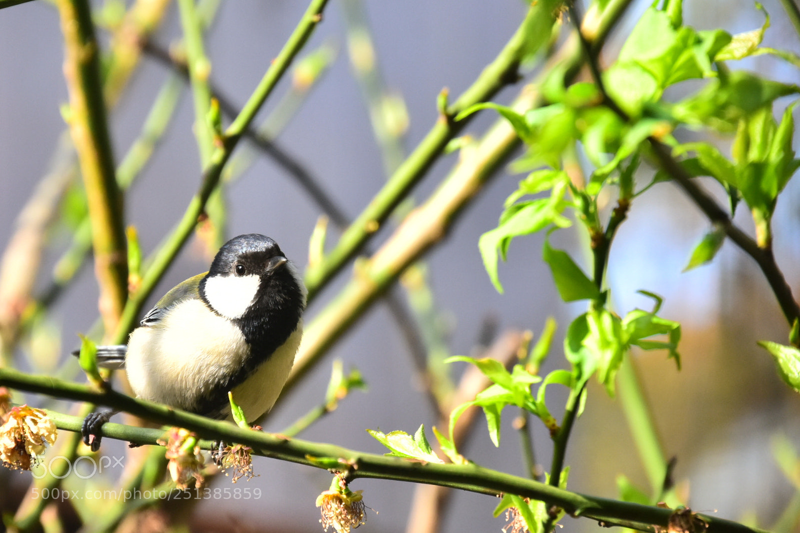 Nikon D7200 sample photo. Fresh verdure photography